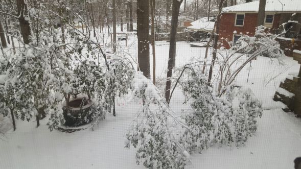 Bent trees under the snow